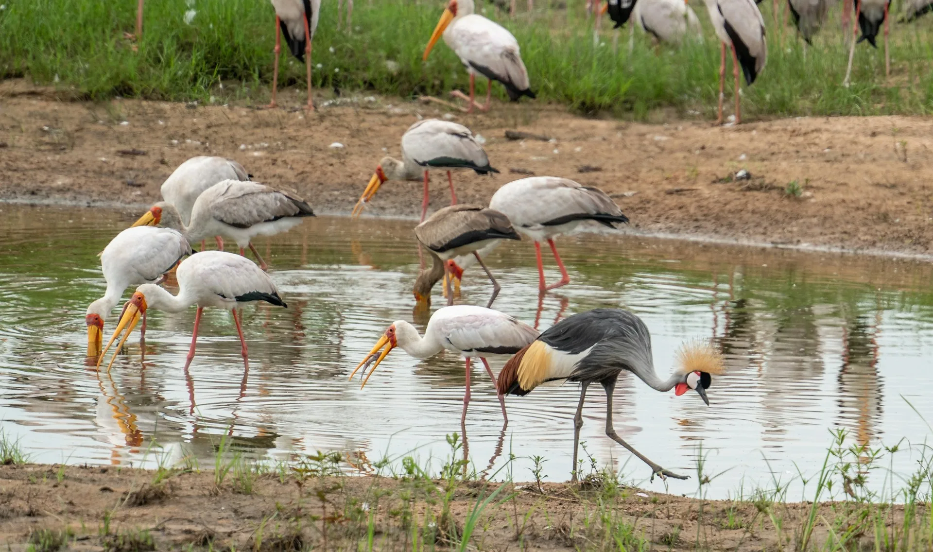 Ruaha National Park