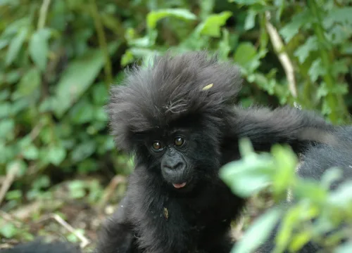 4 DAYS GORILLA TREK ADVENTURE