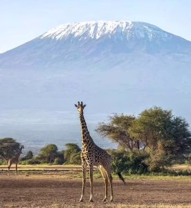 KILIMANJARO CLIMB: RONGAI ROUTE, 8-DAY TREK & 2 NIGHTS HOTEL STAY
