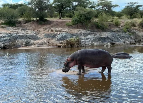3 Days Best Tanzania Safari