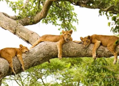 6-DAY UGANDA ADVENTURE SAFARI