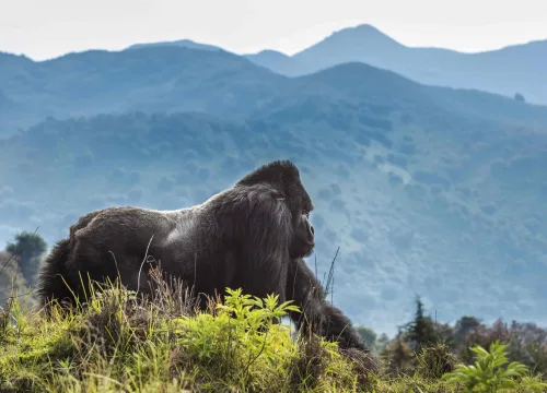 Why Gorillas Thrive Only in Volcanoes & Bwindi