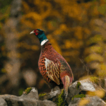 Roar & Explore Jungle Expedition