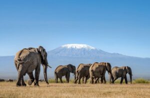 Amboseli